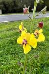 Verbascum blattaria