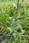 Verbascum blattaria