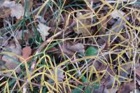 Peucedanum gallicum