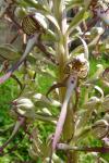 Himantoglossum hircinum