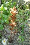 Orobanche minor