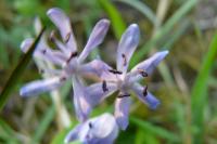 Scilla bifolia