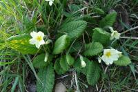 Primula vulgaris