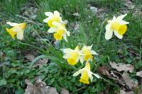 Narcissus pseudonarcissus