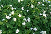Anemone nemorosa