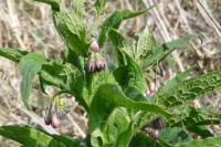 Symphytum officinale