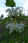Lamium album