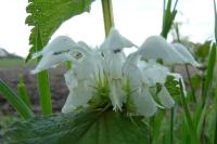 Lamium album