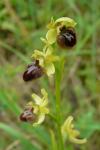 Ophrys aranifera