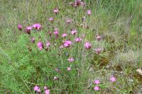Dianthus carthusianorum