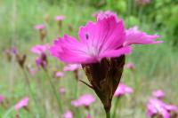 Dianthus carthusianorum