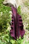 Dracunculus vulgaris