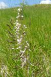 Himantoglossum hircinum