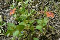 Lysimachia arvensis