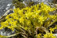 Sedum acre