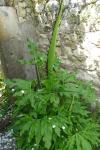 Dracunculus vulgaris