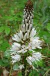 Asphodelus albus