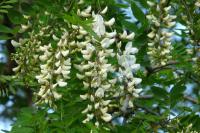 Robinia pseudoacacia
