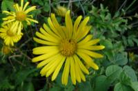 Doronicum plantagineum