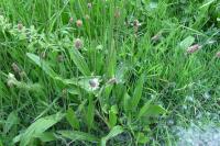 Plantago lanceolata