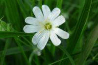 Rabelera holostea