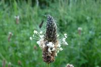 Plantago lanceolata