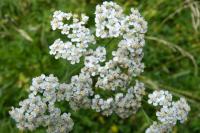 Achillea millefolium