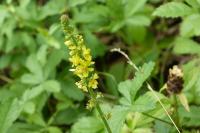 Agrimonia eupatoria