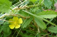 Potentilla reptans