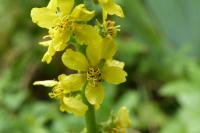 Agrimonia eupatoria