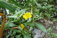 Ludwigia