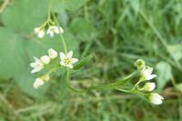 Vincetoxicum hirundinaria