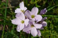 Cardamine pratensis