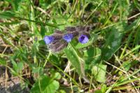Pulmonaria affinis