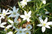 Ornithogalum