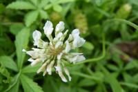 Trifolium repens