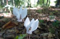 Cyclamen hederifolium