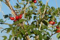 Rosa canina