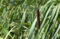 Typha latifolia