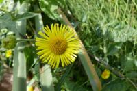 Pulicaria dysenterica