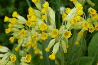 Primula veris