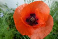 Papaver rhoeas