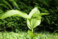 Epipactis helleborine