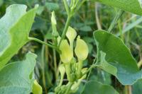 Aristolochia clematitis