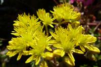 Sedum acre