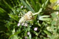 Plantago lanceolata