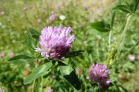 Trifolium pratense