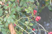 Rosa canina