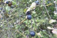 Prunus spinosa