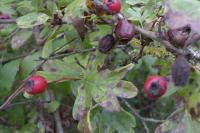 Crataegus monogyna
